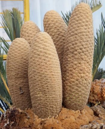 E. friderici-guilielmi - indigenous cycad of South Africa