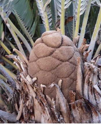 E. brevifoliolatus - indigenous cycad of South Africa
