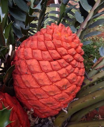 E. ferox - indigenous cycad of South Africa