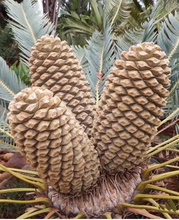 E. laevifolius - indigenous cycad of South Africa
