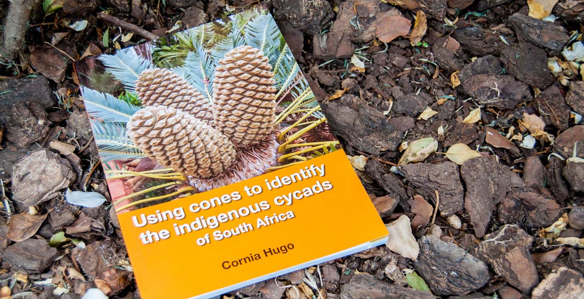 Using Cones to identify the indigenous cycads of South Africa